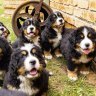 Bernese Mountain dog puppies in Marayla, Sydney. Dog breeders are calling on voters “to preserve the future of dog ownership” at the 2023 state election
