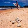 Nine Beaches from Manly to North Narrabeen have been closed due to potentially hazardous ball-shaped debris found washed up along shores.    