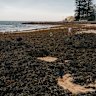 Mountains of seaweed choke Sydney beaches as heatwave approaches