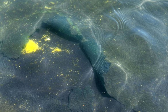 A peeling section of blue coating is seen in the Reflecting Pool in June.