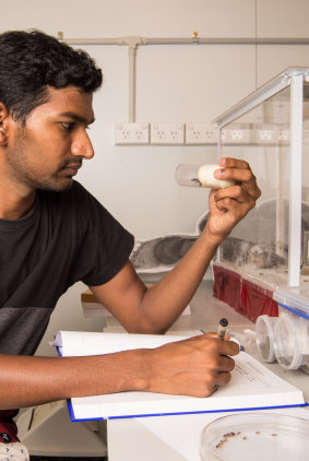 "None of them knows where the food is," says Palavalli-Nettimi, pictured in his lab at Macquarie University. "They just randomly go and if they find some, they lay the chemical trail back to the nest."