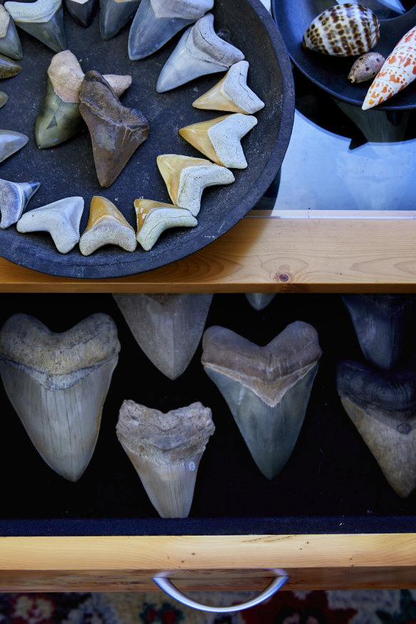 A Huon pine display case in the corner of the living room displays Flannery’s collection of fossilised teeth from the prehistoric megalodon shark.