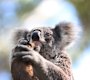 Chlaymdia is one of the many threats Australia’s dwindling koala population faces. 