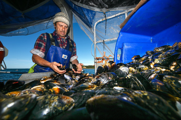 Michael “Harry Mussel” Harris on his boat in Flinders with his haul.