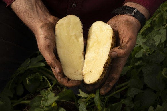 Try more than 40 different varieties of potato at Robertson Potato Festival, or the local Hill family’s potatoes cooked in myriad ways at the food stalls.