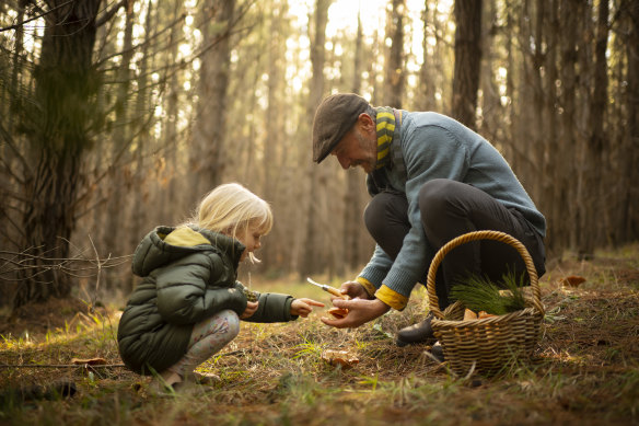 Diego Bonetto and four-year-old Abigail forage for saffron milk caps growing under pine trees in a NSW state forest. 