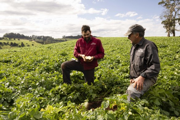 The Robertson Potato Festival celebrates the local potato growers. Jon Hill and his son Ryan Hill have deep roots in the region, having grown potatoes for four generations.