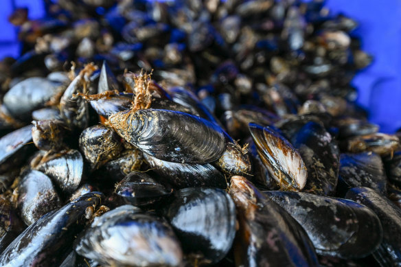 Fresh Victorian mussels harvested during the week. 