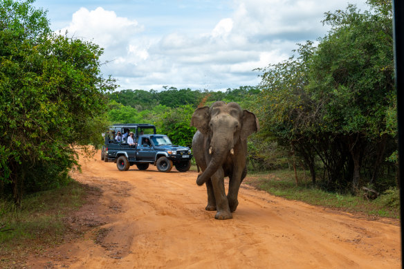 Savvy travellers are increasingly waking up to the wealth of wildlife within the island of Sri Lanka