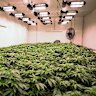 Cannabis plants at a Brisbane facility.