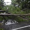 A large tree blocks a road in Brisbane’s CBD after Cyclone Alfred.
