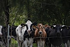 Many Australian farmers are reconsidering their future in the industry, raising concerns about the country’s long-term food security.