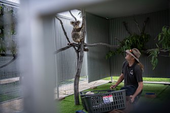 WIRES volunteer Morgan Philpott introduces Monty the koala to the new WIRES Koala Rehabilitation facility.