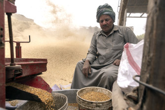 An Egyptian farmer harvesting wheat. Last month, Egypt introduced price controls on commercially sold bread. Egypt imports 80 per cent of its wheat supply from Russia and Ukraine, whose production and export have been disrupted by the invasion.