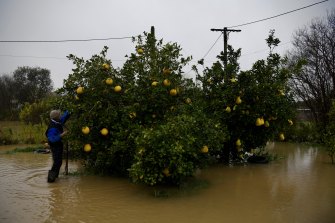 A resident in Shanes Park checks on his Chinese grapefruit tree after floodwaters swept through the area.