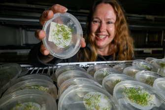 Dr Noushka Reiter holds baby mignonette leek orchids, which are no longer considered extinct after a naming mix-up. 