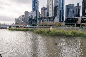 An artist’s impression of the proposed floating wetlands in the Yarra River. 