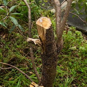 Smaller trees that have been cut back by vandals.