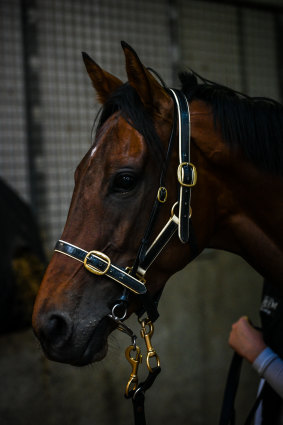 Montefilia is one of the best “local hopes” in the Melbourne Cup. 