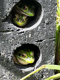 Happy frogs inside their sauna at Macquarie University.