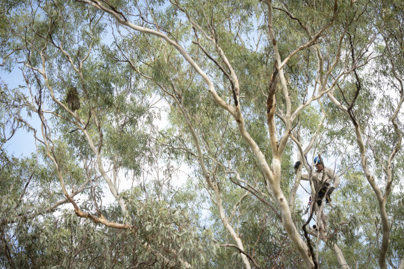 Ben Richardson climbs after a koala so scientists can complete a sad task.