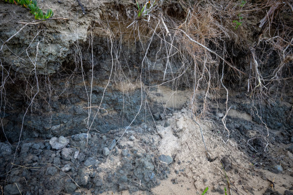 Erosion in the dunes at Eastern View. 