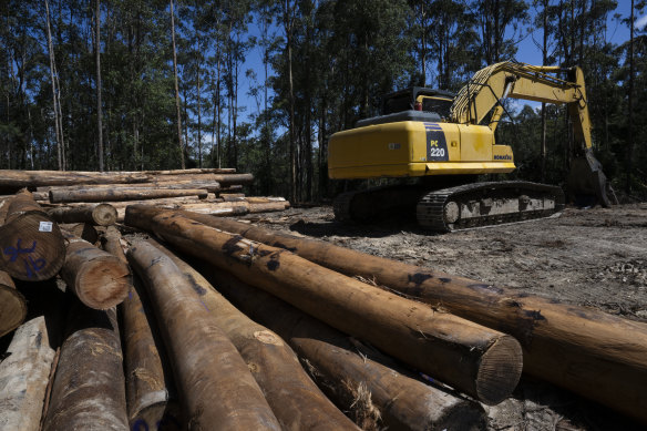 A native forest logging site in Wild Cattle Creek State Forest that is part of the assessment area for the Great Koala National Park.