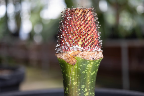 What Putricia looks like now: a cone of developing fruit, which will hopefully produce seeds.