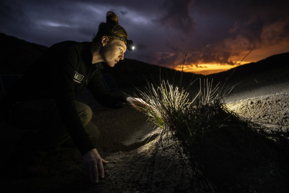 Herpetologist Rebecca Bray from the Auckland War Memorial Museum searches at night for lizards on Phillip Island, seven kilometres from Norfolk Island.