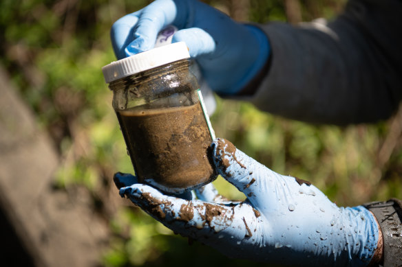 A sediment sample co<em></em>ntaining PFAS chemicals from a waterway near Medlow Dam in the Blue Mountains.