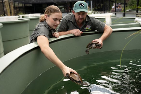 Ruby Hawling and Billy Collett from Aussie Ark putting Manning River turtles in the same tank as part of a breeding program.
