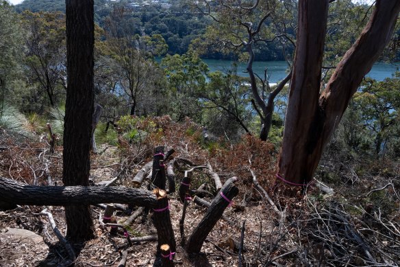 The destruction of 265 trees in Castle Cove has exposed water views.