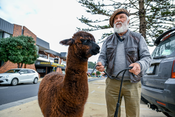 One Nation candidate Ludo Mineur, walking his alpaca Pedro through the streets of Burnie, says neither Prime Minister Scott Morrison nor Labor’s Anthony Albanese speak to his concerns any more.