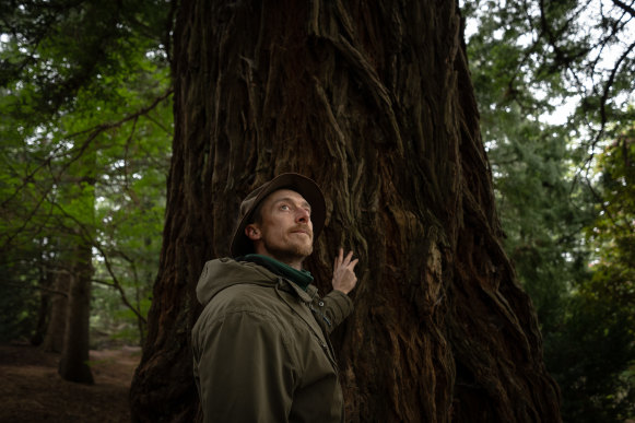 Ian Allan is in awe of Sequoia sempervirens.