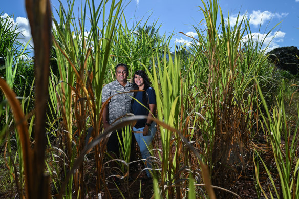 Farmers Vinit Lal and Chaya Kumar next to their Juncao grass in Votualevu, Nadi.
