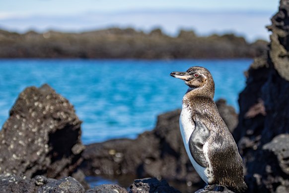 Surprising on the equator … Galapagos penguin.