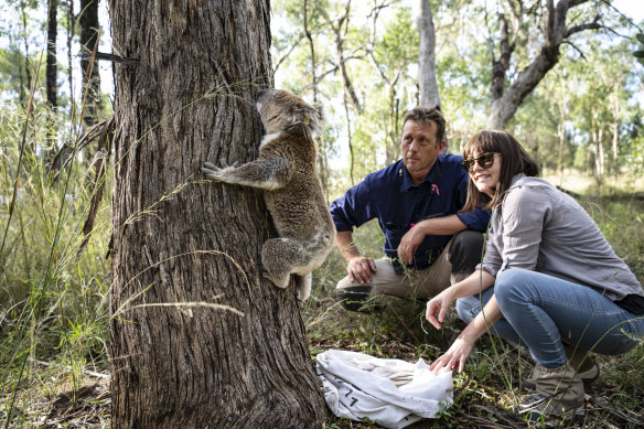 Professor Mark Krockenberger and  Dr Valentina Mella release a koala to the tree it was caught from.