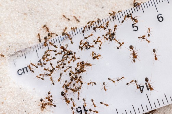 Marching in: Fire ants are known as one of the world’s worst pests.
