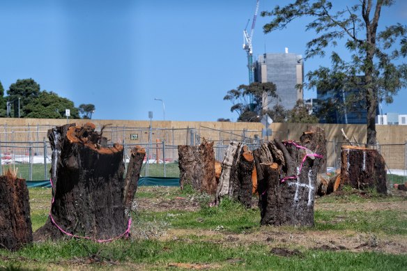 Hundreds of trees will be cut down in Cammeray Park as part of the Warringah Freeway upgrade.