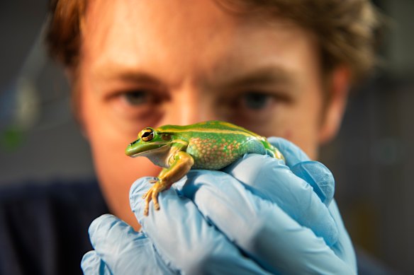Anthony Waddle with a green and gold bell frog.