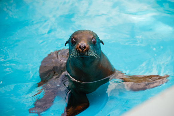 The birth of the baby sea lion in January has been announced on International Seal Day.
