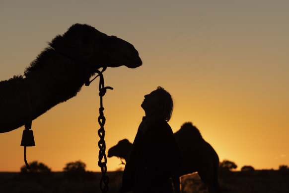 Each of the five camels have their personality.