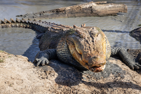 The crocodile population in northern Australia has increased significantly.