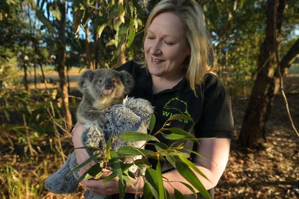 WIRES volunteer Emma Meadows is currently looking after koala joey Macklin, whose mother was found dying on the side of the road in Holsworthy.