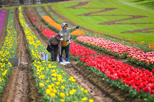 There are 850,000 bulbs on show at the Tesselaar Tulip Festival.