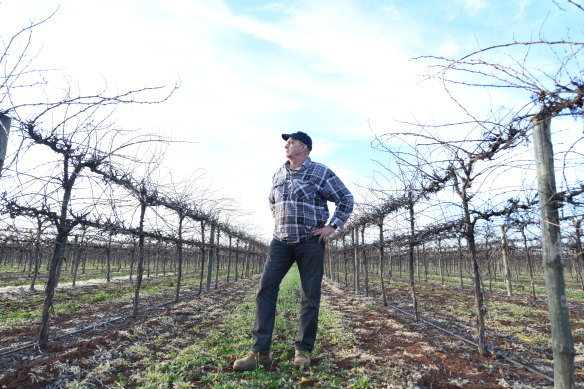 Winegrape grower and Riverina Winegrape Growers Deputy chair Robert Bellato in his vineyard at Beelbangera.