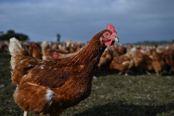 A chicken at a free range farm.