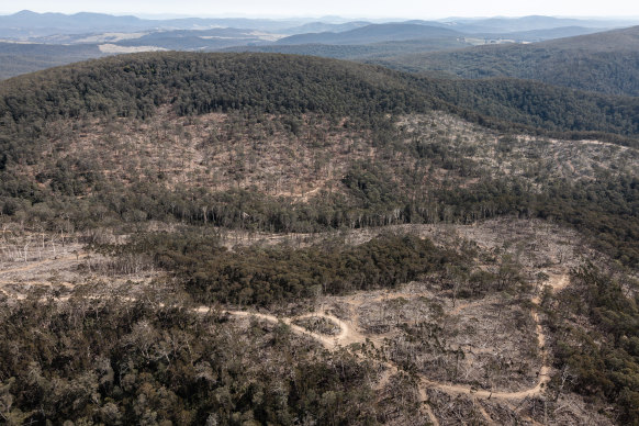 Tallaganda State Forest is one of the last remaining strongholds for endangered greater gliders. 