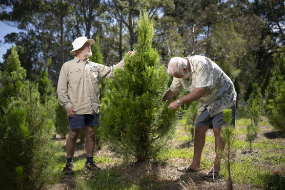 Sydney Christmas Tree Farm owner Ron Junghans (left) anticipates that they will sell about 350 trees this Christmas.