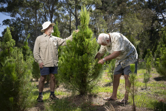Sydney Christmas Tree Farm owner Ron Junghans (left) anticipates that they will sell about 350 trees this Christmas.